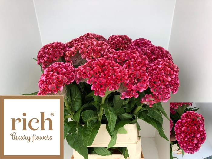 <h4>Celosia Unlimit Coral Rich</h4>
