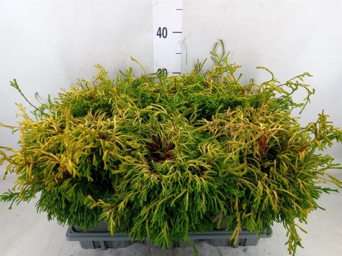 <h4>Chamaecyparis obt.</h4>