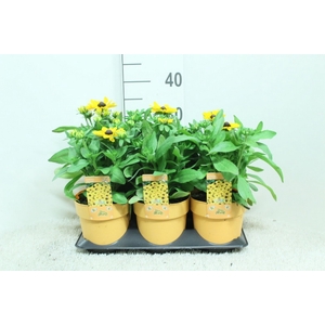 Rudbeckia   ...