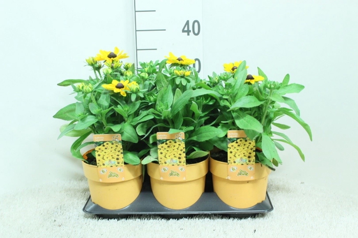 <h4>Rudbeckia   ...</h4>