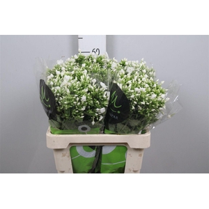 Phlox P Icecap