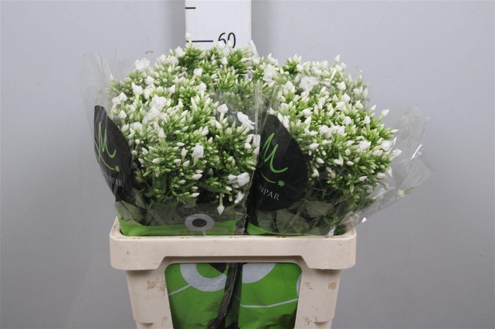 <h4>Phlox P Icecap</h4>