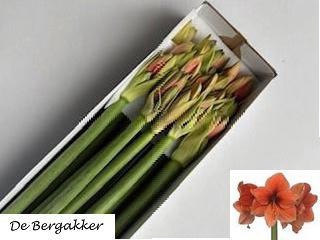 <h4>HIPP GA DESIRE</h4>