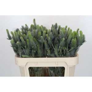 Eryngium Electric Dynamite