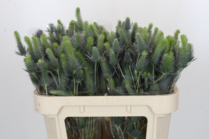 Eryngium Electric Dynamite