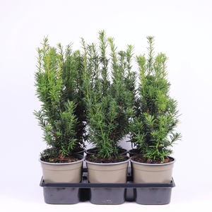 Taxus media 'Hicksii'