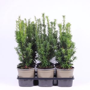 Taxus media 'Hicksii'