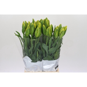 Tulipa (Frans) pa La Courtine Parrot