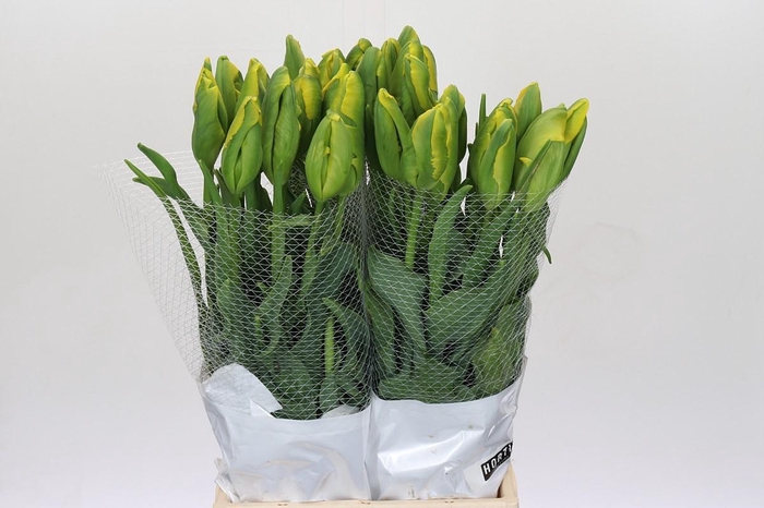 <h4>Tulipa (frans) Pa La Courtine Parrot</h4>