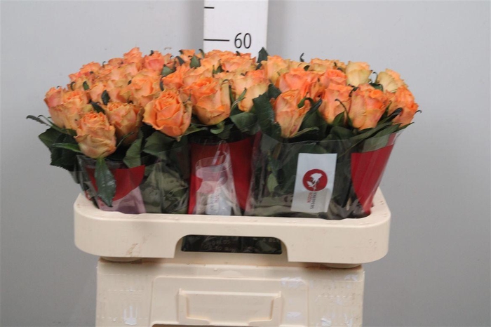 <h4>R Gr On Fire</h4>