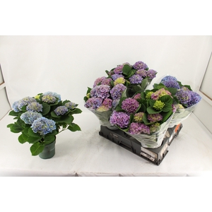 HYDR M MAG EVOLUTION