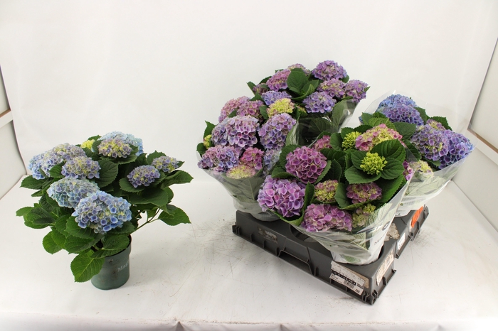 <h4>HYDR M MAG EVOLUTION</h4>