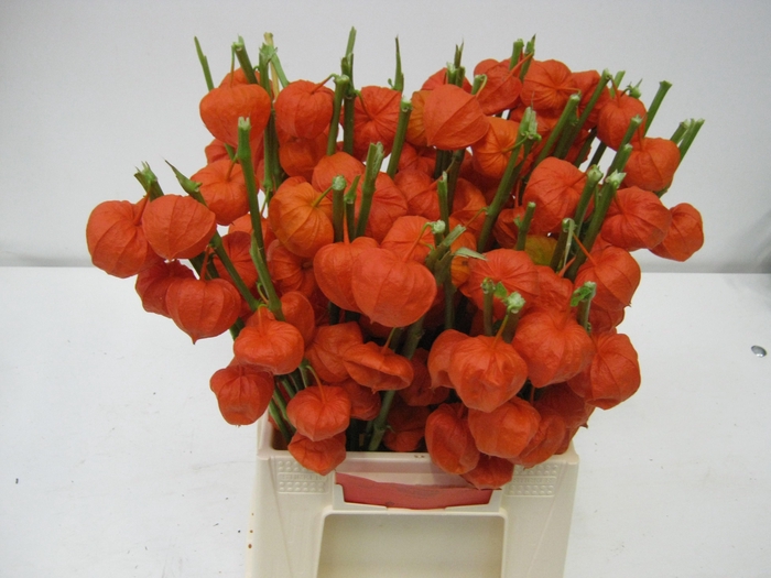 <h4>PHYSALIS LAMPION TAK</h4>