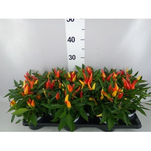 Capsicum annuum 'Joker'