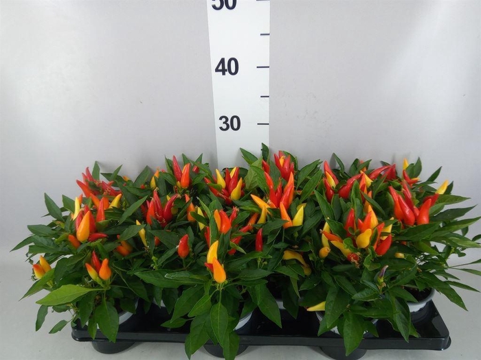 <h4>Capsicum annuum 'Joker'</h4>