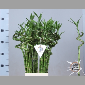 DRAC LUCKY BAMBOO