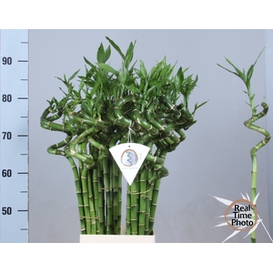 DRAC LUCKY BAMBOO