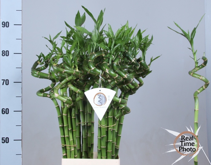 <h4>DRAC LUCKY BAMBOO</h4>