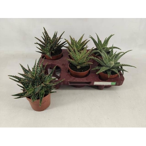ALOE GEM