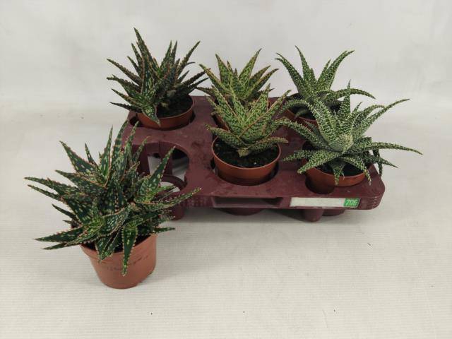<h4>ALOE GEM</h4>