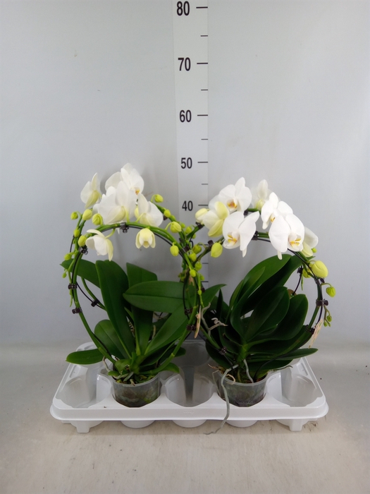 <h4>Phalaenopsis   ...</h4>