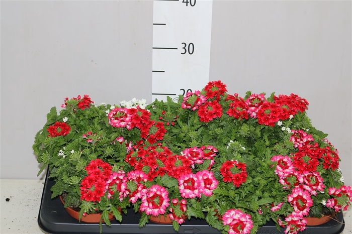 <h4>Verbena 'tricolor' Red Shades</h4>