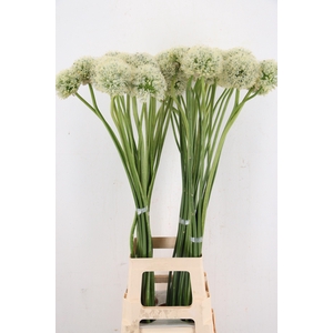 ALLIUM MOUNT EVEREST
