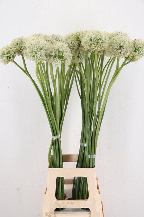 <h4>ALLIUM MOUNT EVEREST</h4>