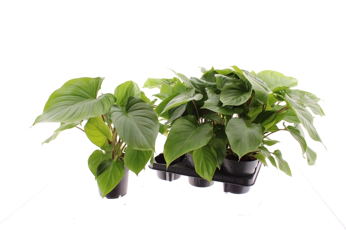 <h4>HOMAL RUB MAGGY</h4>