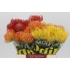 Nutans Mix