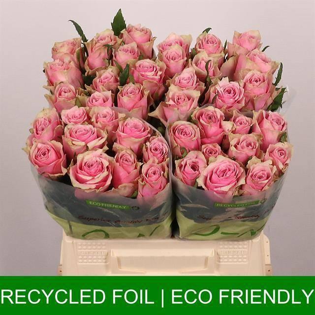 <h4>R GR ATHENA ROYALE</h4>