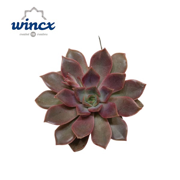 <h4>Echeveria Mina Cutflower</h4>