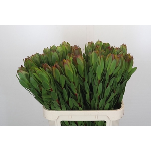 Leucadendron Goldstrike