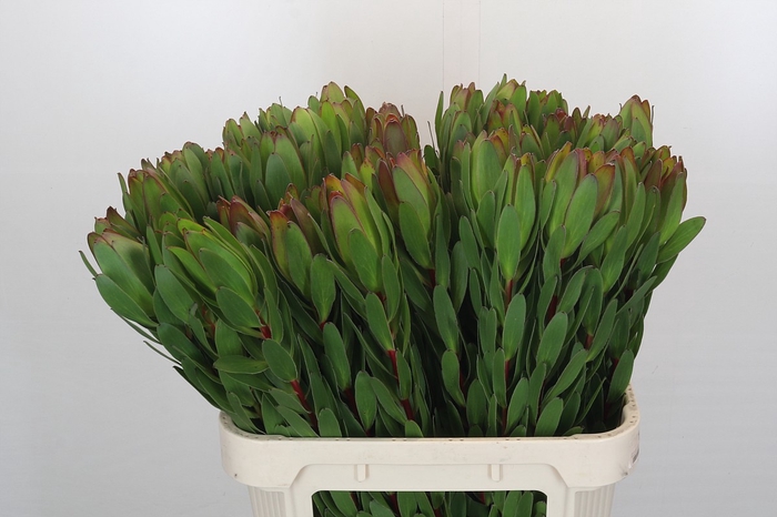 Leucadendron Goldstrike