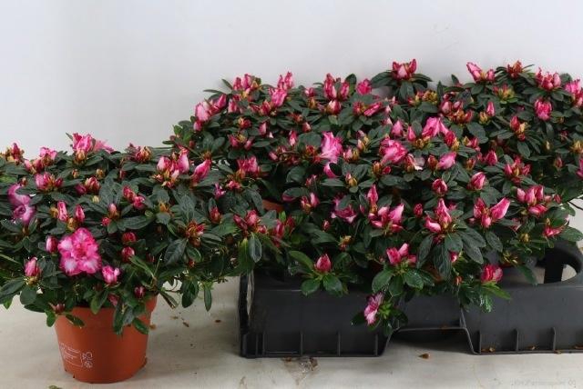 <h4>RHODO SI PANFILIA</h4>