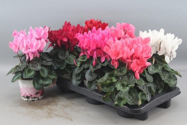 <h4>CYCL GR SUP XL</h4>