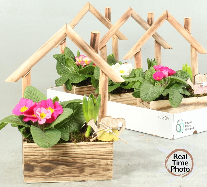 <h4>ARR TUINPLANTEN</h4>