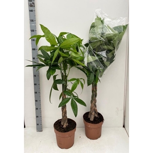 PACHIRA AQUATICA