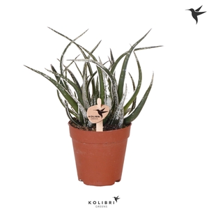 Kolibri Greens Succulenten Aloë Maidu