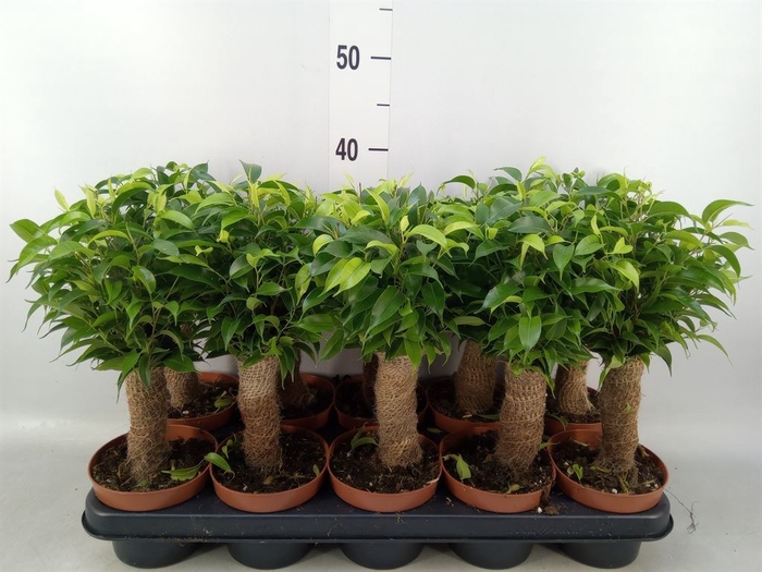 <h4>Ficus benja. 'Natasja'</h4>