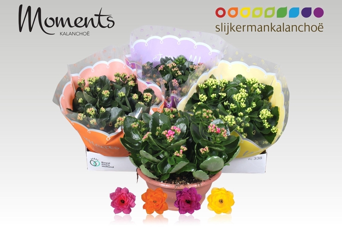 <h4>KAL GE GEM 4 KL</h4>