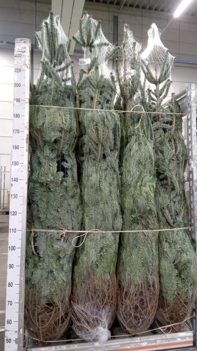 <h4>Abies nordman.</h4>