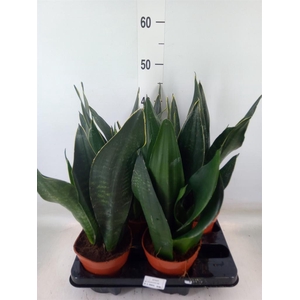 Sansevieria trifa.   ...