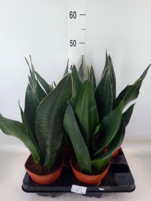 <h4>Sansevieria trifa.   ...</h4>