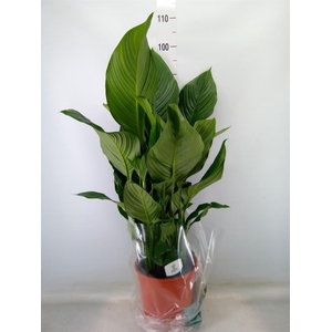 Spathiphyllum  'Sweet Silvana'