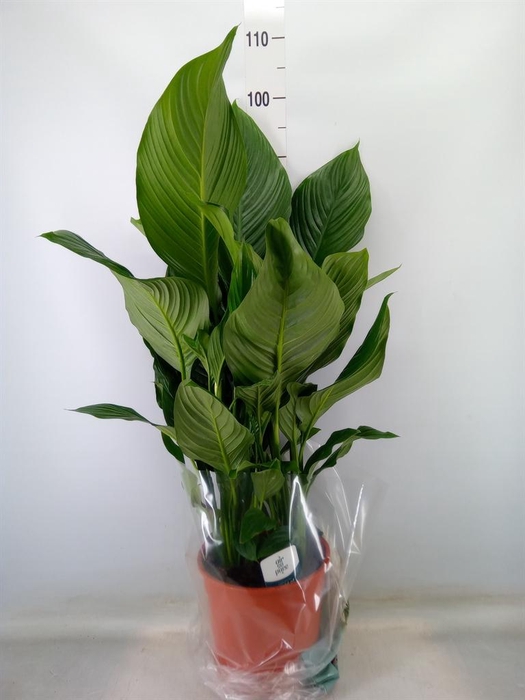 <h4>Spathiphyllum  'Sweet Silvana'</h4>