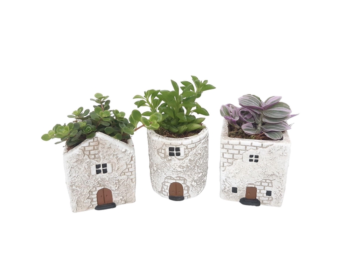 Arr.   Kamerplant Groen L%