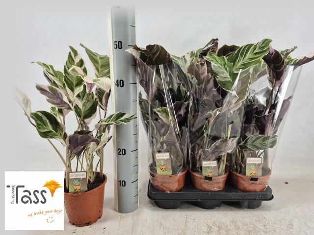 <h4>CALAT FUSION WHITE</h4>