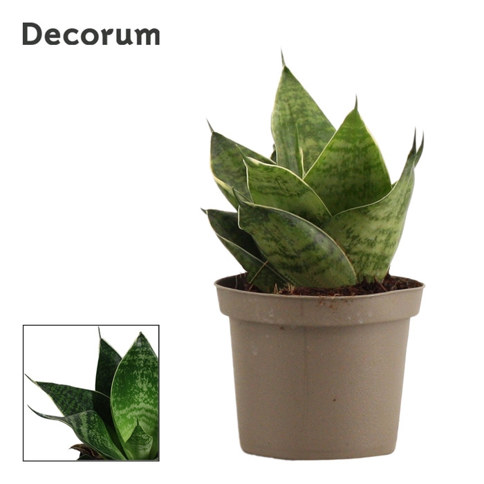 Sansevieria Hahnii 9 cm Green Hahnii (Decorum)