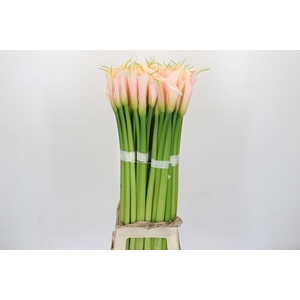 Zantedeschia Eydolls Salmon